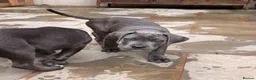 Cane Corso dogs for sale: X-Man Bloodline, Pedigree Cane Corso Puppies - Advert 23