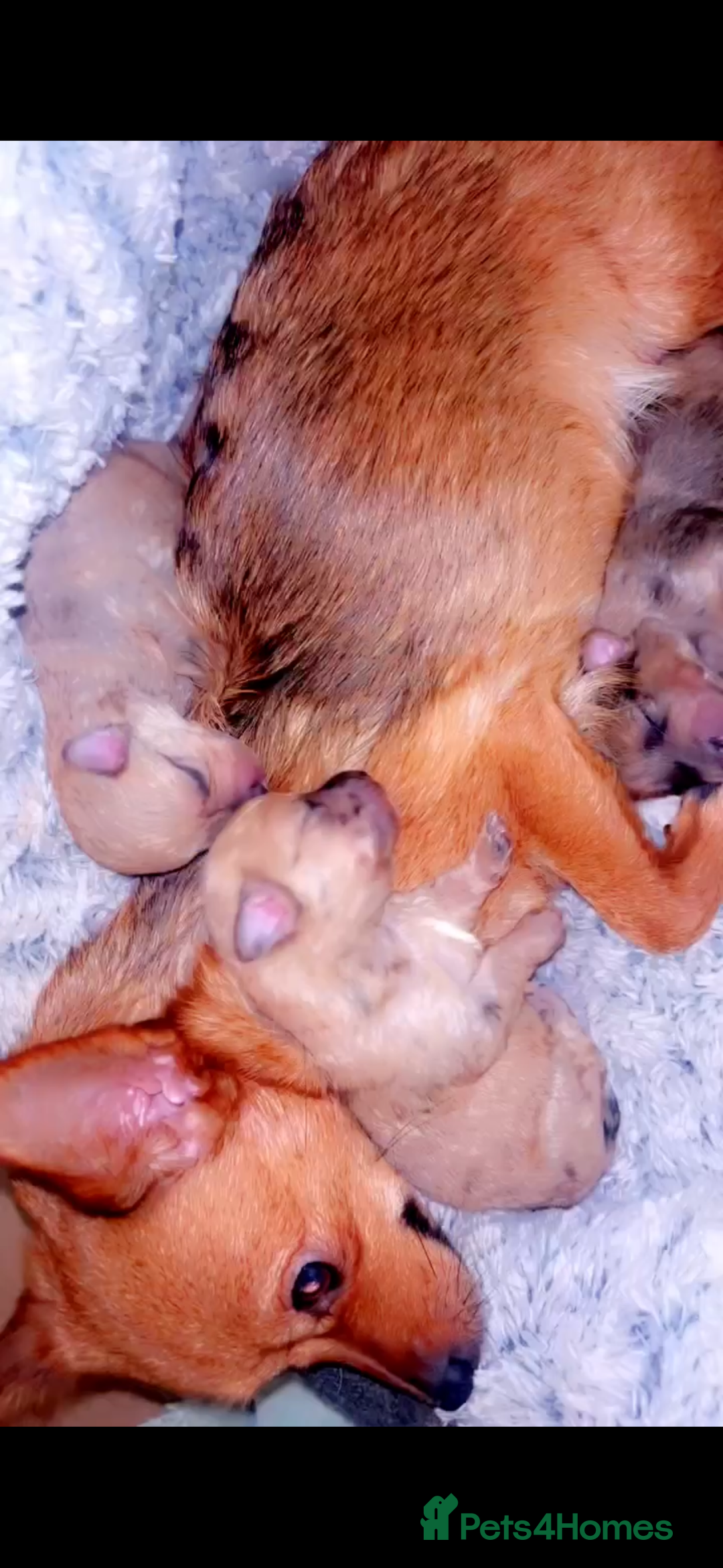 Chihuahua dogs for sale: MERLE CHIHUAHUAS 🐶 2 BOYS 1 GIRL STILL AVAILABLE - Advert 2