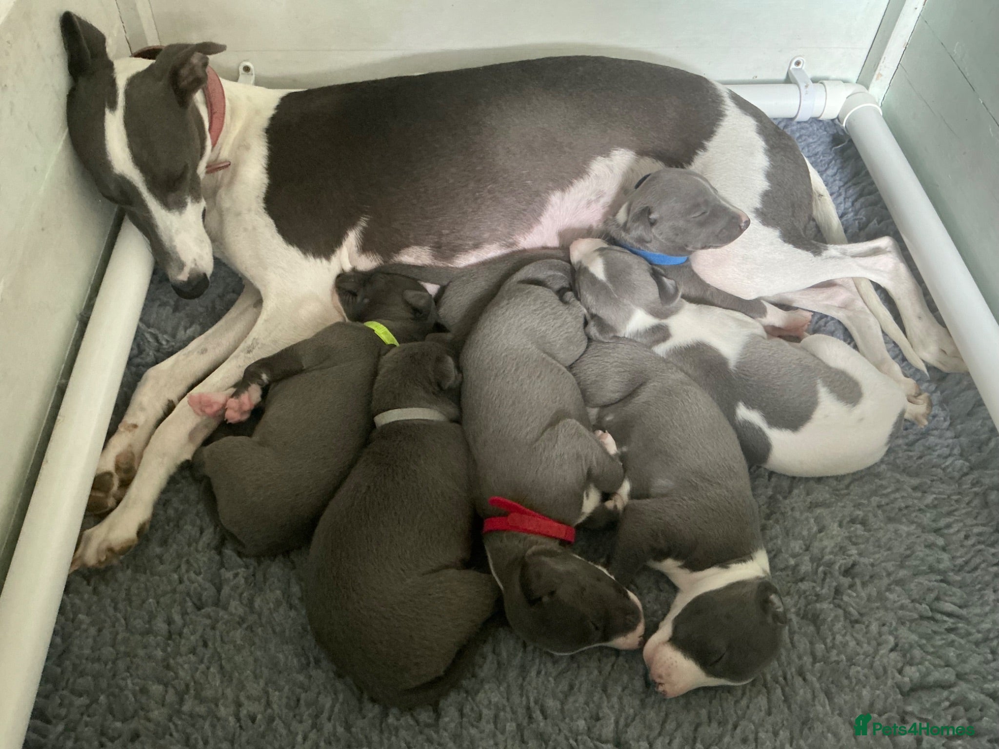 Whippet dogs KC registered Whippet puppies - Advert 2