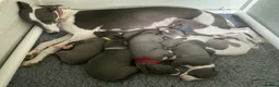 Whippet dogs for sale: KC registered Whippet puppies in Billingshurst - Advert 1