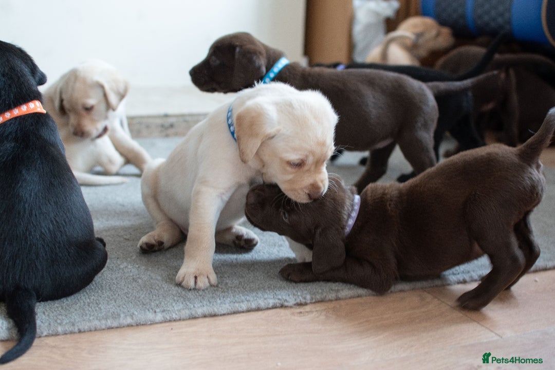 Labrador Retriever dogs for sale: Adorable Labrador Retriever Puppies  🐶💛 - Image 10