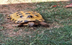 Tortoise reptiles for sale: 10 Year Old Horsefield Tortoise Girl Need New Home - Image 3