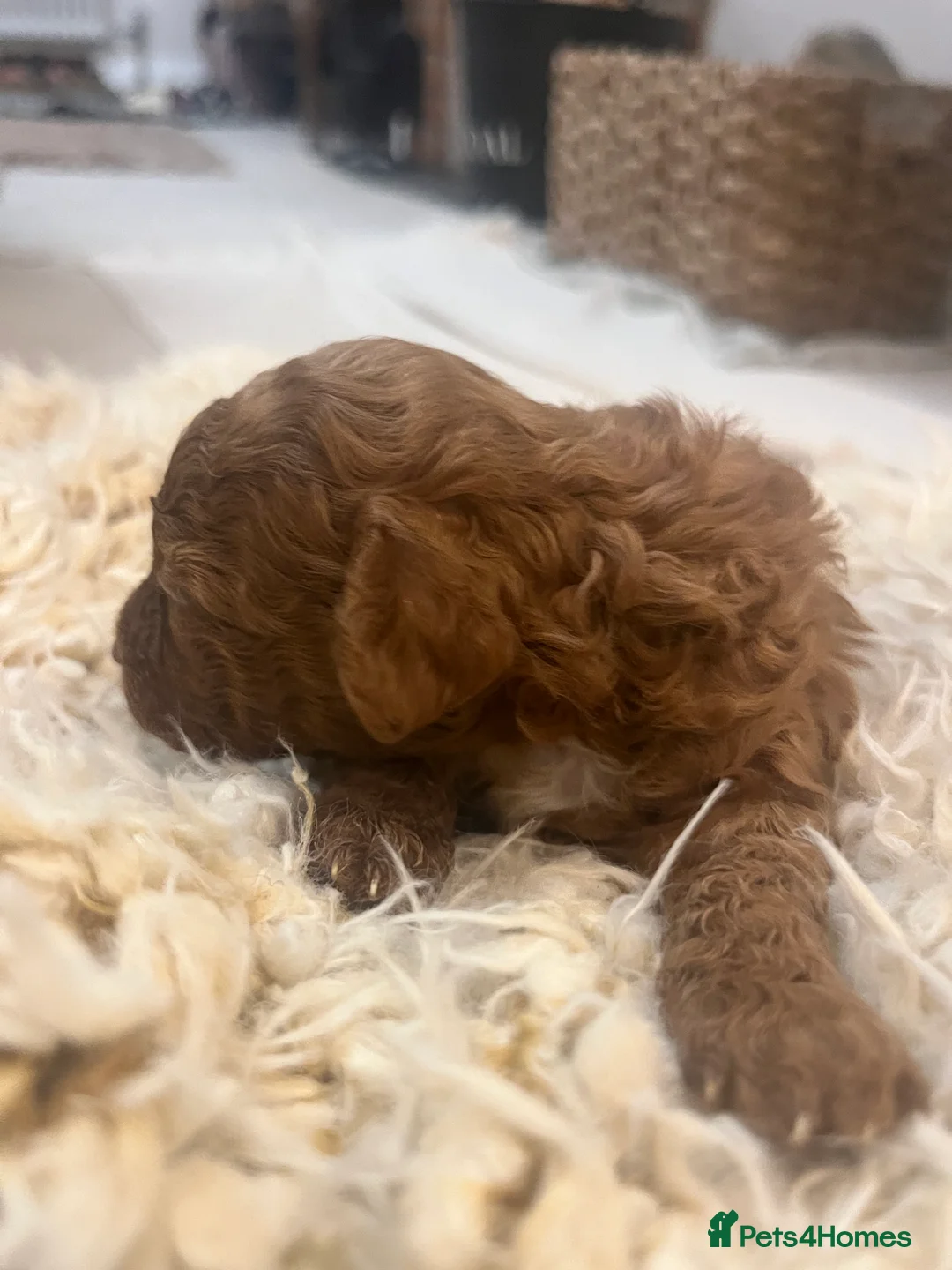 Toy Poodle dogs for sale: Toy poodle - Advert 4