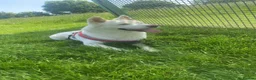 Akita dogs for sale: Female American Akita Looking for Her Forever Home - Advert 2