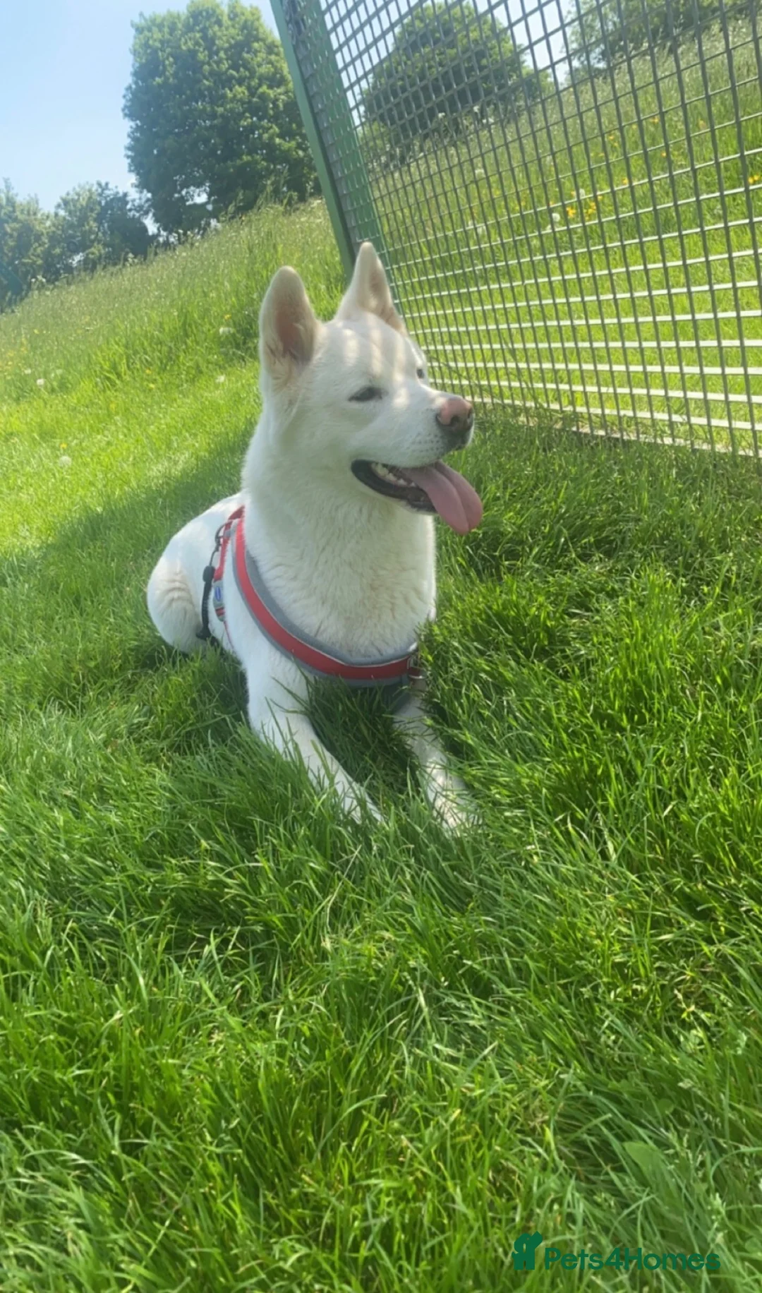 Akita dogs for sale: Female American Akita Looking for Her Forever Home - Advert 2