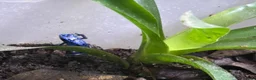 Frog reptiles for sale: Dendrobates Tinctorius Azureus Froglets 3+ OOW - Advert 5