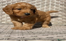 Cockapoo dogs for sale: 😍😍 F1 cockapoo puppies 😍😍 - Image 23