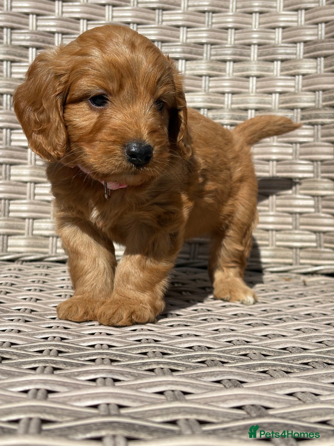 Cockapoo dogs for sale: 😍😍 F1 cockapoo puppies 😍😍 - Image 23