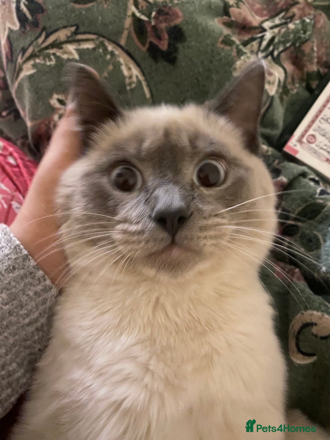 Siamese cats for sale: Beautiful Male Siamese-Mix Kitten/ 7 months/Dundee - Advert 1