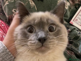 Siamese cats Beautiful Male Siamese-Mix Kitten/ 7 months/Dundee - Advert 1