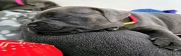 Staffordshire Bull Terrier dogs for sale: Beautiful KC Blue Staffordshire Bull Terrier Pups - Advert 26