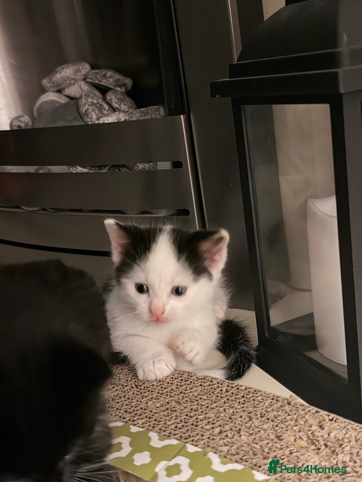 Mixed Breed cats Black & white kitten  - Advert 2