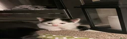Mixed Breed cats for sale: Black & white kitten  - Advert 2