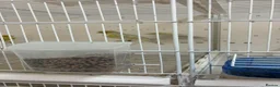 Canaries birds for sale: 2 male yellow mosaic opal agate canaries in Cheadle - Advert 2