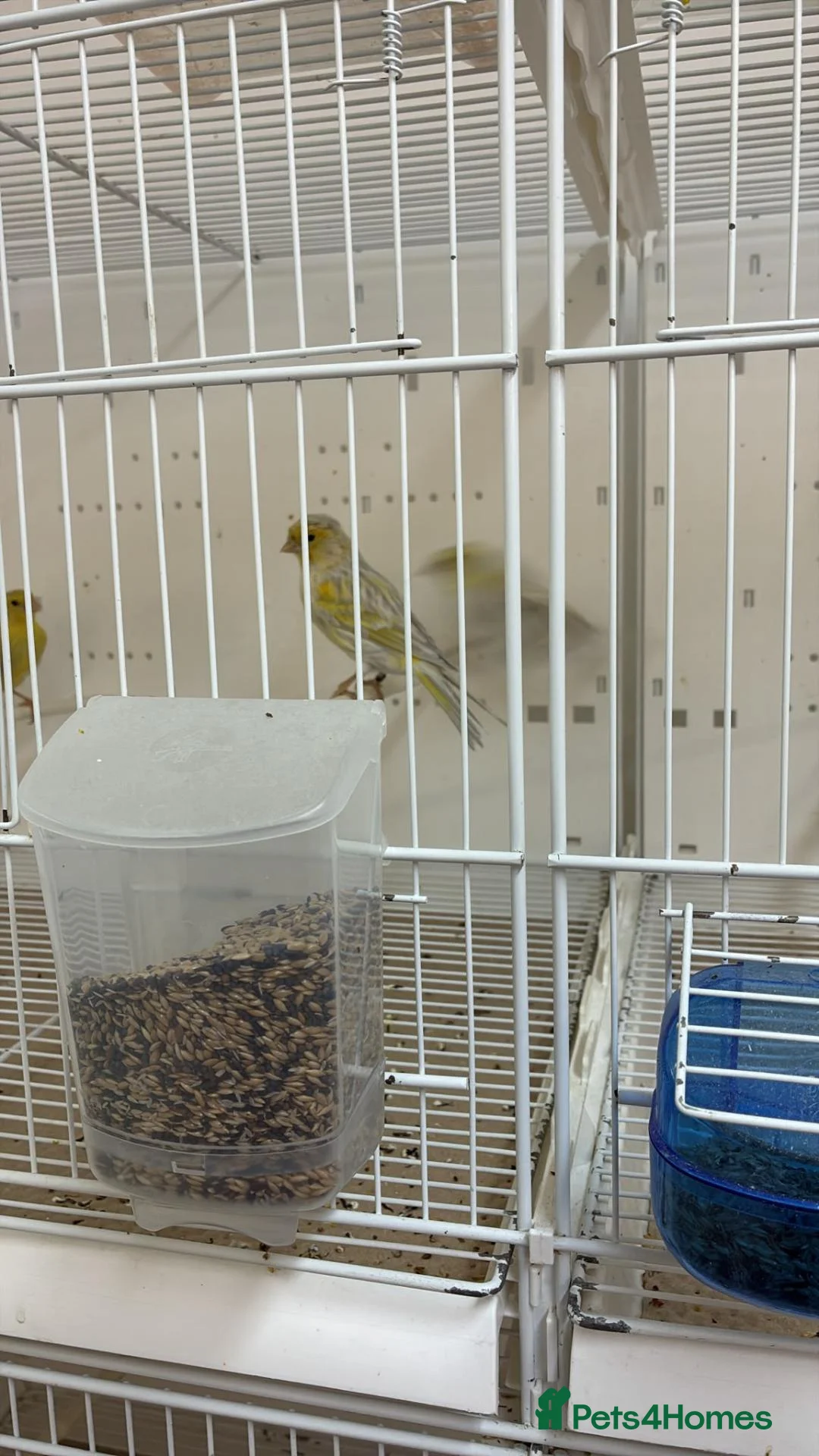 Canaries birds for sale: 2 male yellow mosaic opal agate canaries in Cheadle - Advert 2