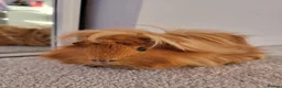 Guinea Pig rodents for sale: Two guinea pigs looking for a loving home! in Basildon - Advert 8