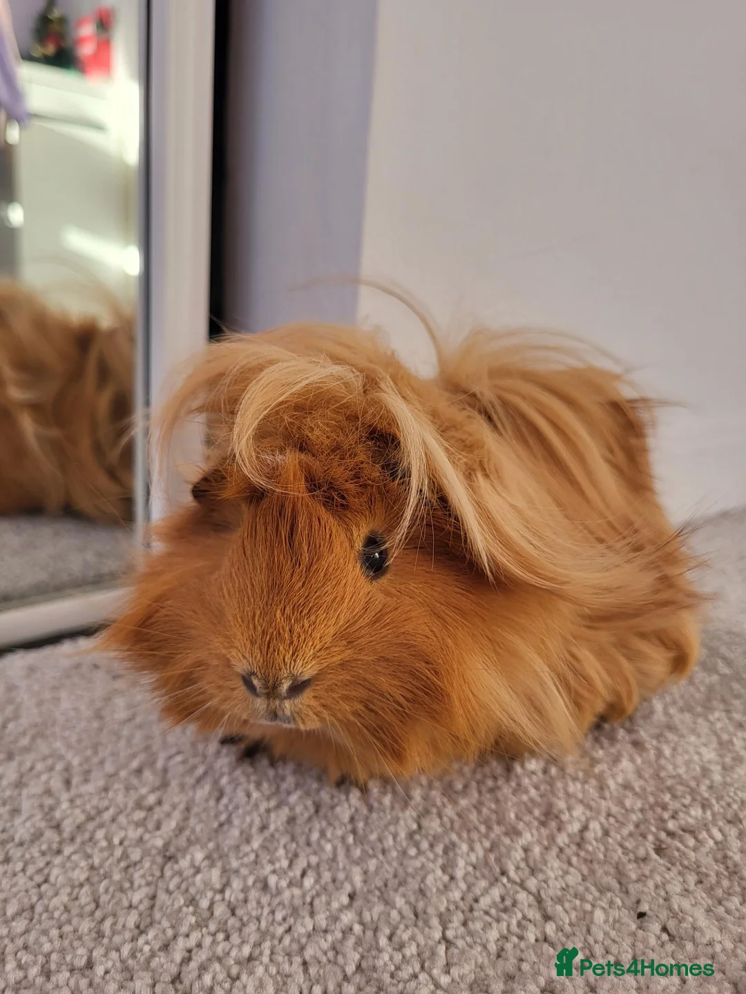 Guinea Pig rodents for sale: Two guinea pigs looking for a loving home! in Basildon - Advert 8