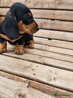 Miniature Dachshund dogs - Advert 14