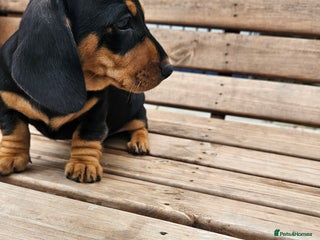 Miniature Dachshund dogs - Advert 20