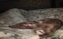 Whippet dogs for sale: Whippet pup for sale 8 months old - Image 3