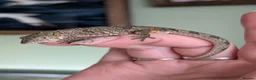 Gecko reptiles for sale: Eurydactylodes agricolae  - Advert 3