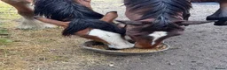 Irish Sports horses for sale: Fantastic opportunity to produce  - Advert 13