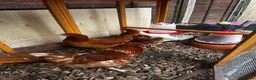 Chickens poultry for sale: 4 Hens for £70 in Manchester - Advert 4