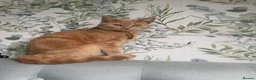 Mixed Breed cats for sale: Ginger cat for sale - Advert 12