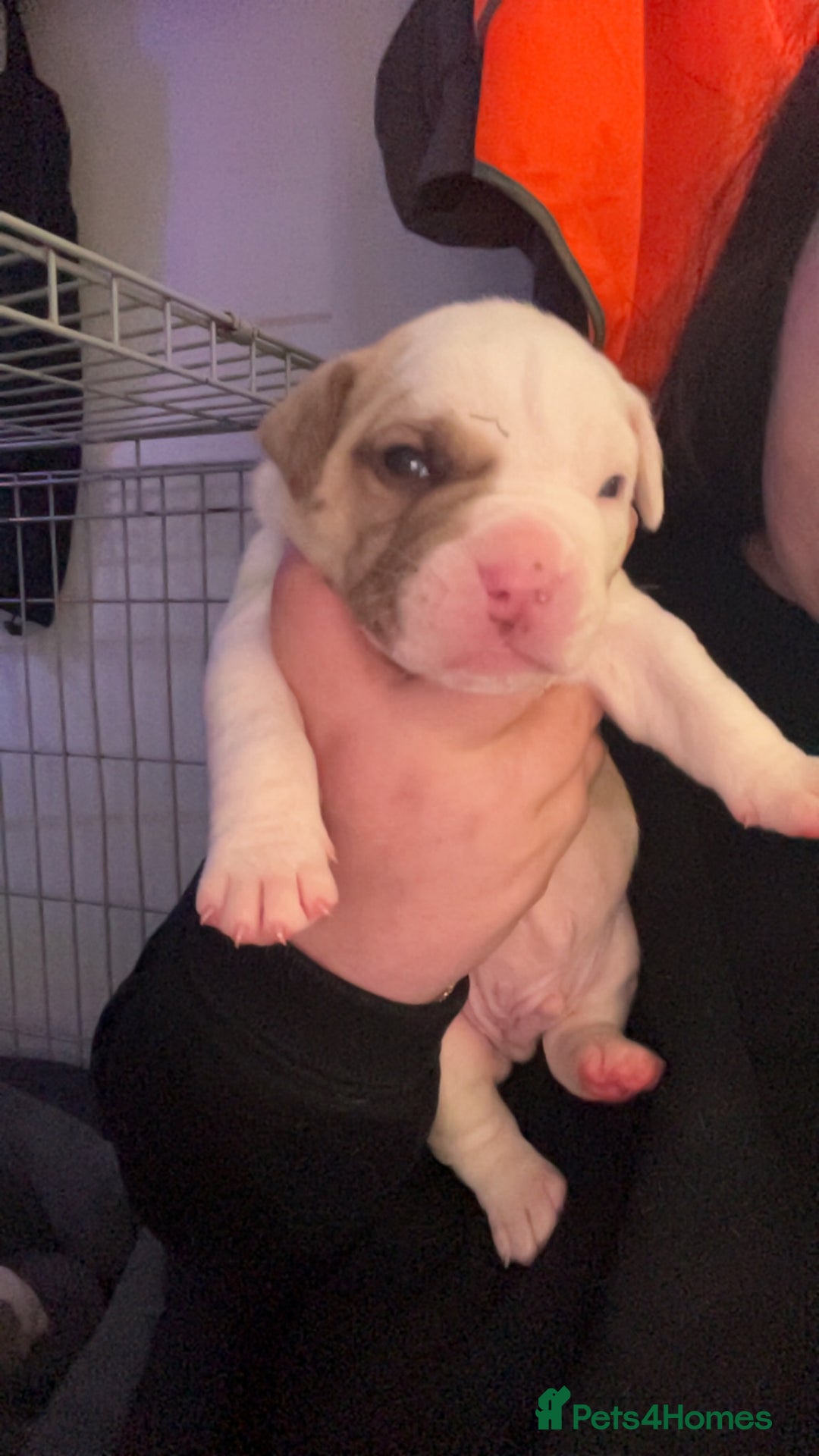 Mixed Breed dogs for sale: 4 beautiful olde English bulldog/ American bulldog - Advert 18