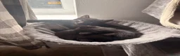 Mixed Breed cats for sale: Mixed Breed Black Kittens in Thetford - Advert 3