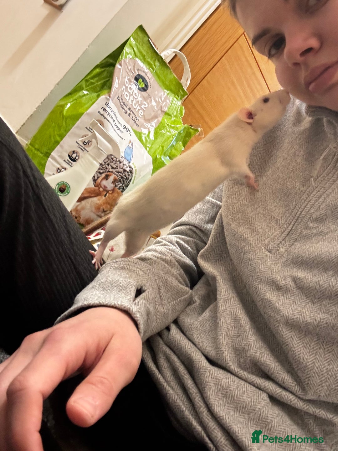 Rat rodents for sale: Male rat looking for new home with companion  - Image 8