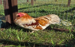 Chickens poultry for sale: Wyandotte Bantams  - Image 11