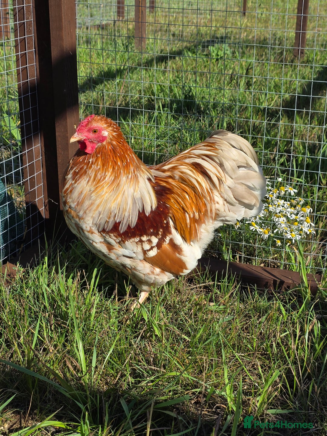 Chickens poultry for sale: Wyandotte Bantams  - Image 11