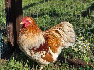 Chickens poultry - Advert 13