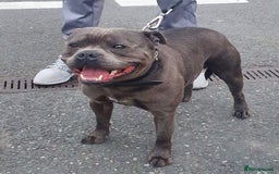 Staffordshire Bull Terrier dogs for sale: A VERY SPECIAL BOY FOR SALE! KC REG - Image 2