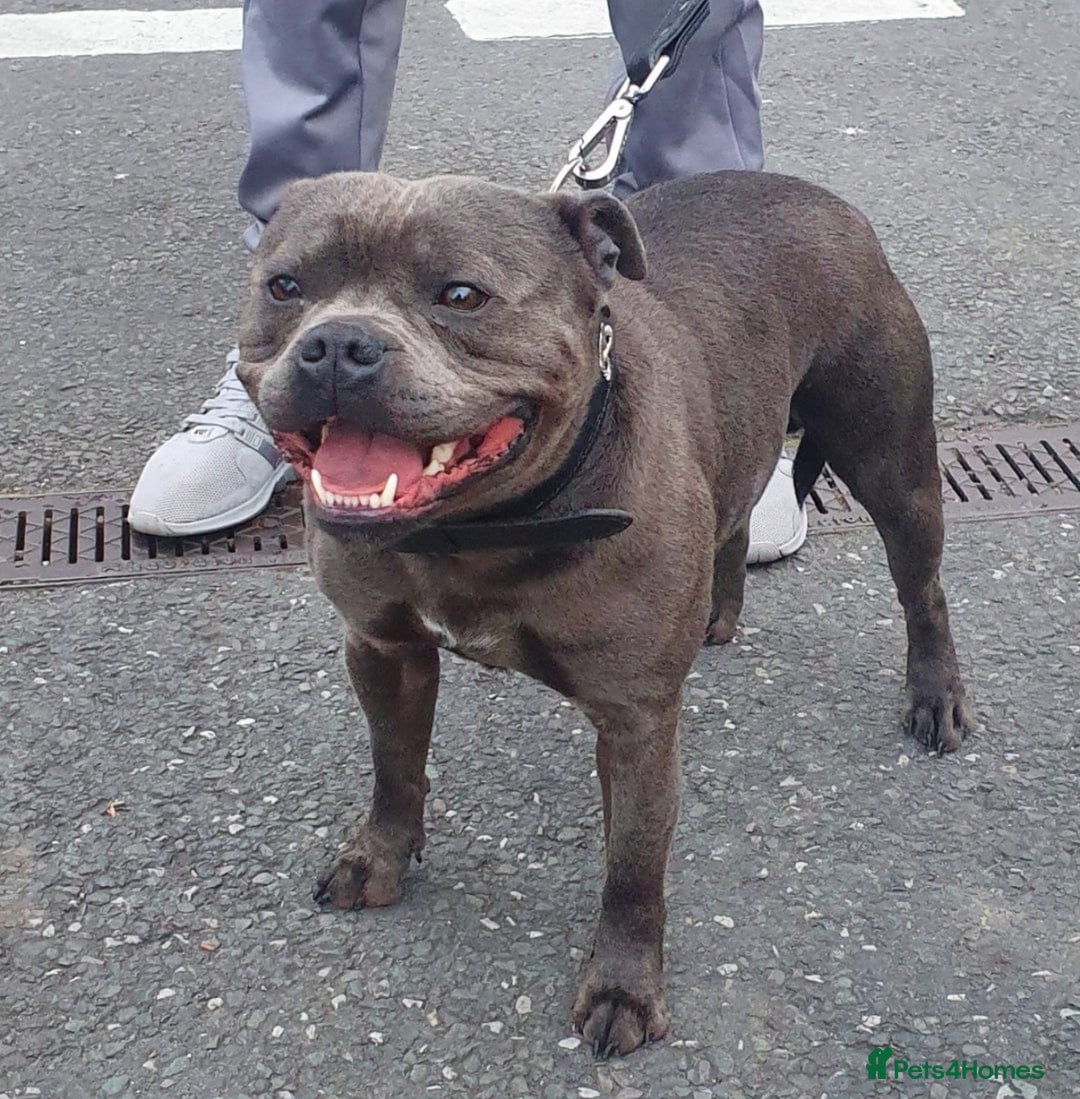 Staffordshire Bull Terrier dogs for sale: A VERY SPECIAL BOY FOR SALE! KC REG - Image 2