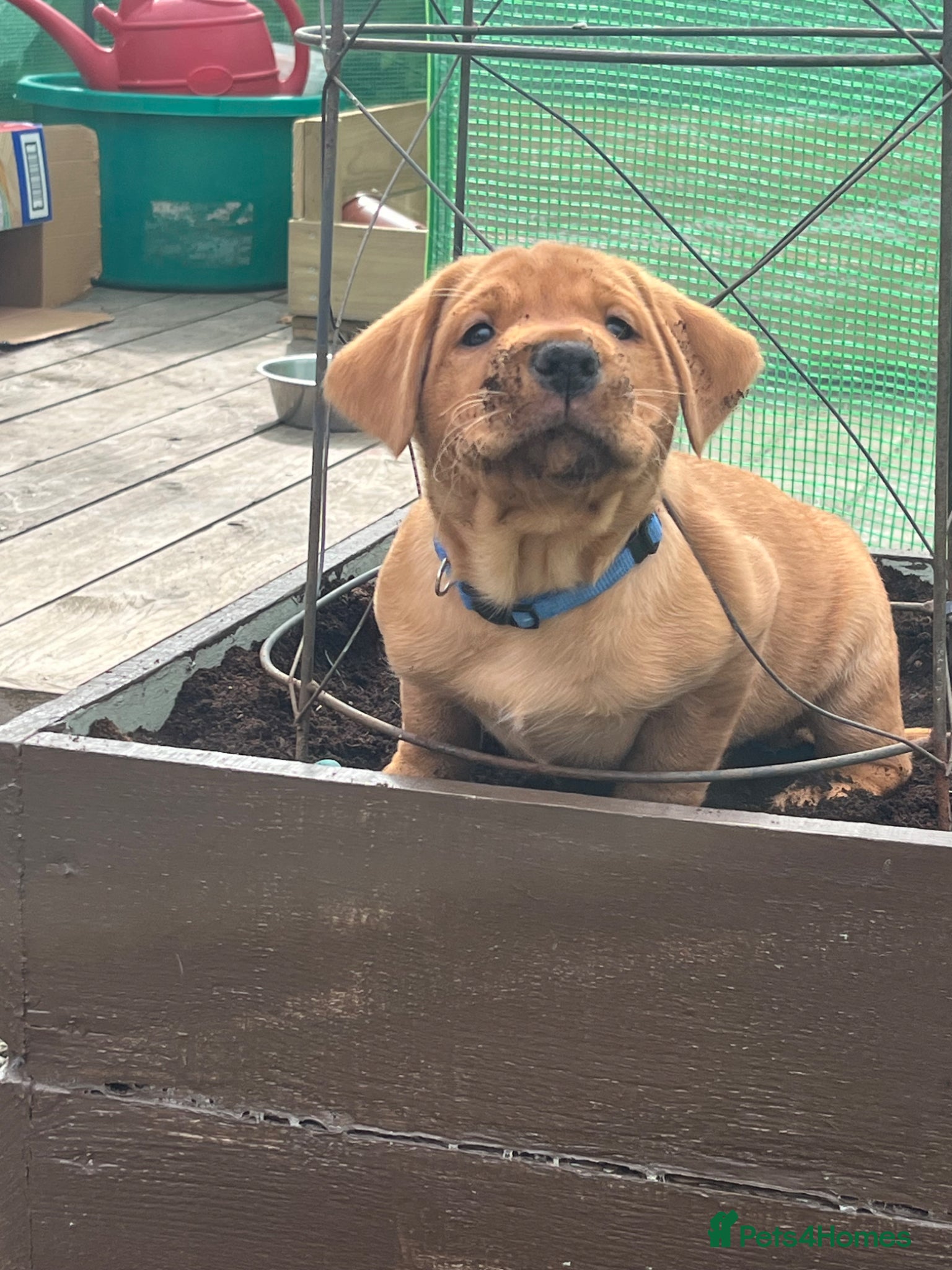 Labrador Retriever dogs for sale: Stunning Labrador pups - Advert 11