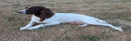 English Springer Spaniel dogs for sale: Working springer spaniel pups - Advert 5
