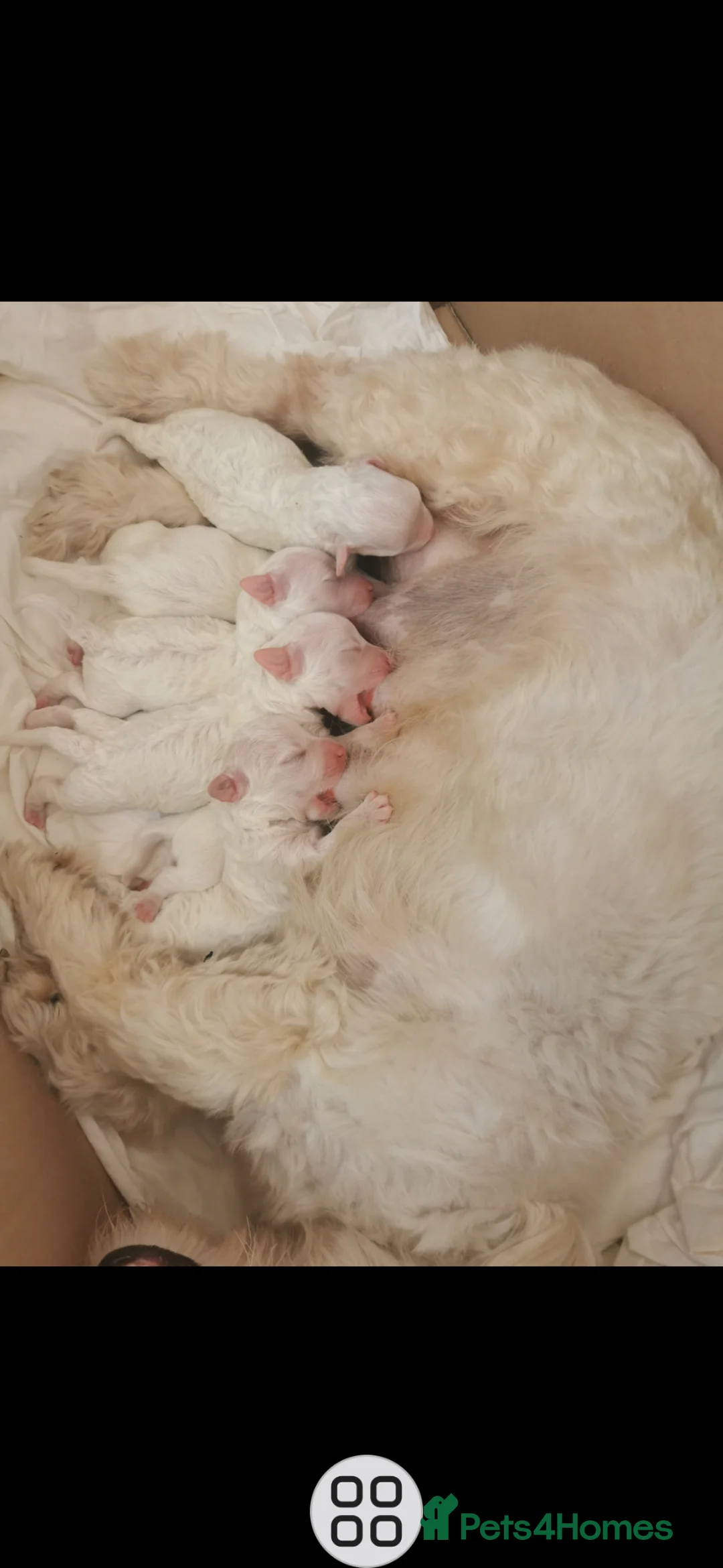 Maltese dogs for sale: Bishon maltese - Advert 4