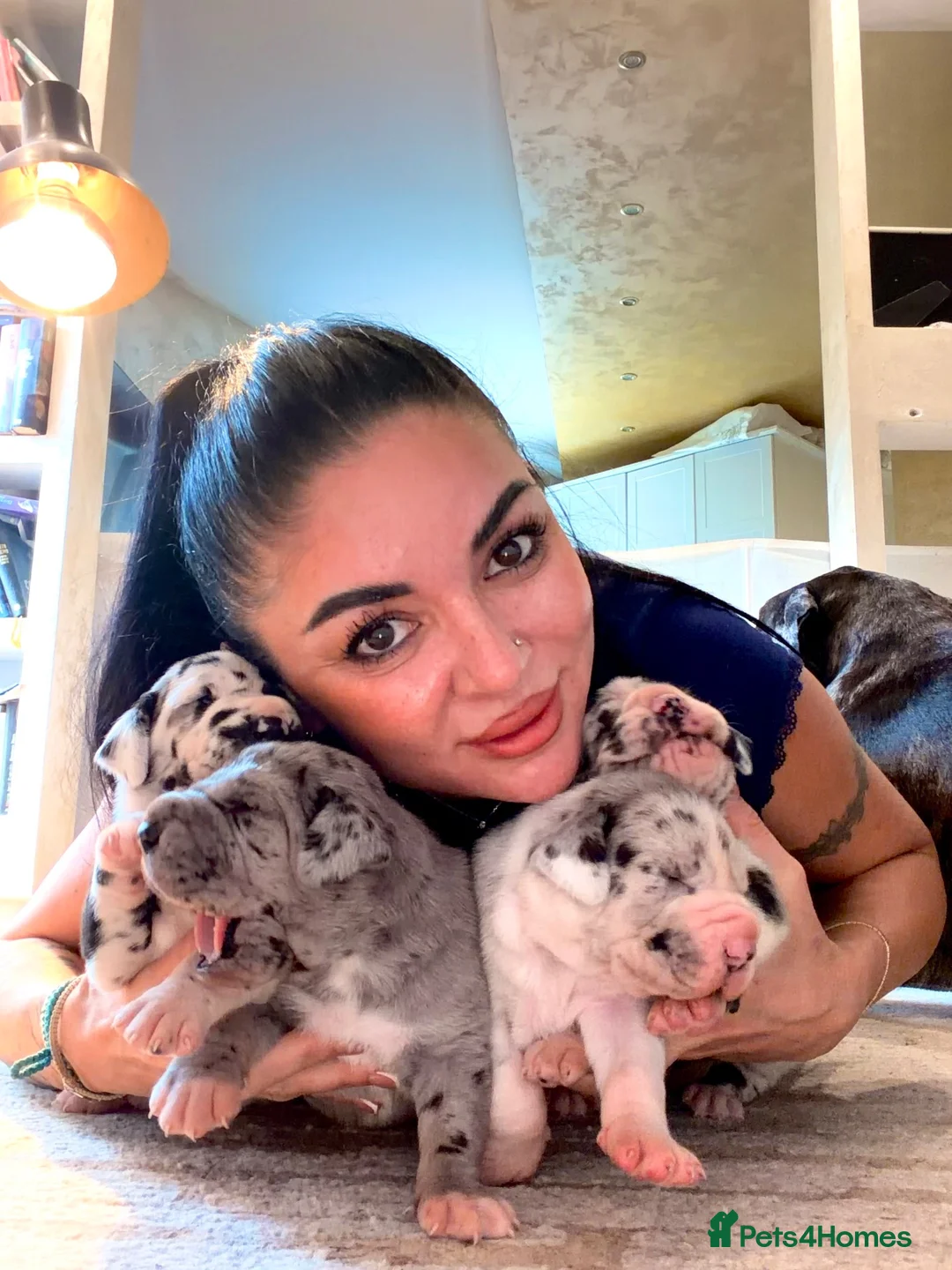 Great Dane dogs for sale: Great Danes puppies  in London - Advert 2