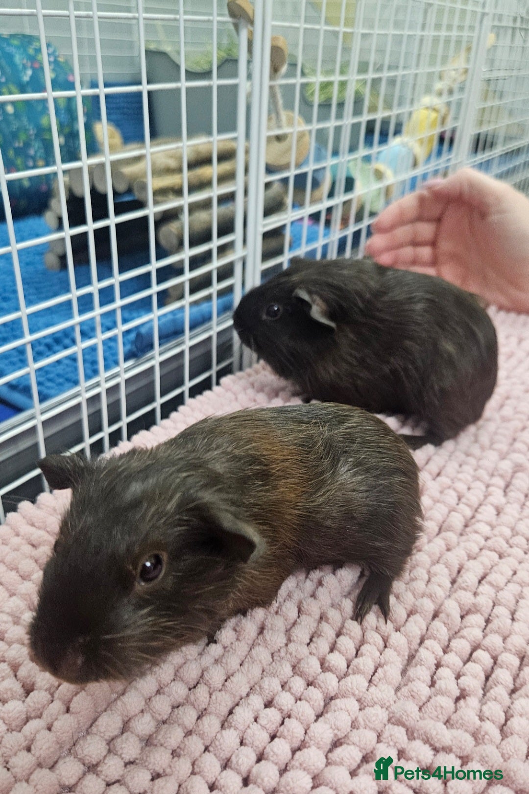 Guinea Pig rodents Baby boars  - Advert 1