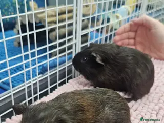 Guinea Pig rodents Baby boars - Advert 17