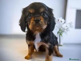 Cavalier King Charles Spaniel dogs DNA 🧬 CLEAR CAVALIER KING CHARLES PUPPIES - Advert 3