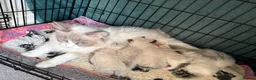 Ragdoll cats for sale: Healthy Affectionate PureBred Ragdoll  - Advert 7