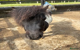 Shetland pony horses for sale: Glenmarsh holly - Image 4