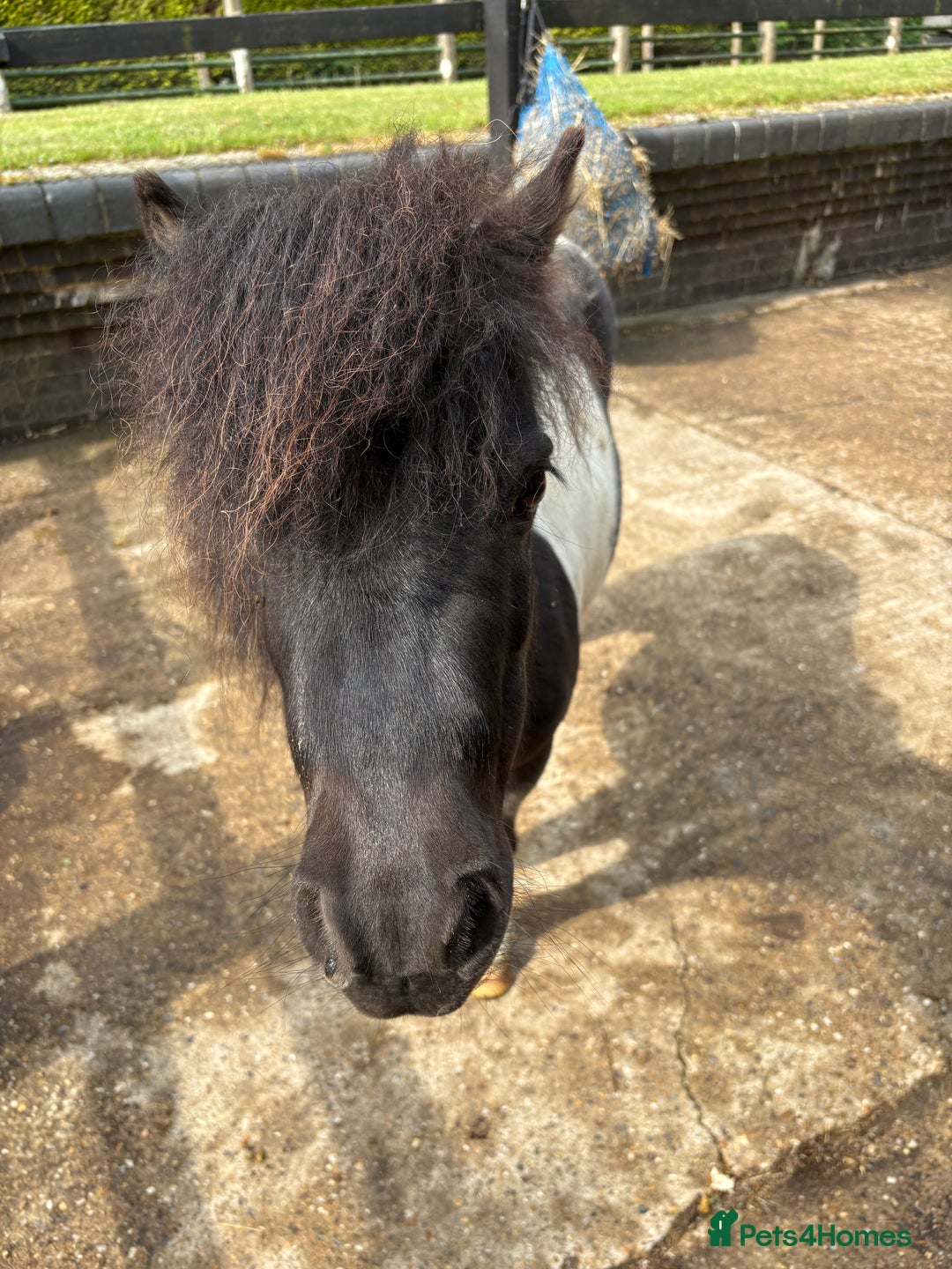 Shetland pony horses for sale: Glenmarsh holly - Image 4