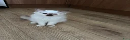 Ragdoll cats for sale: Ragdoll kitten  - Advert 1