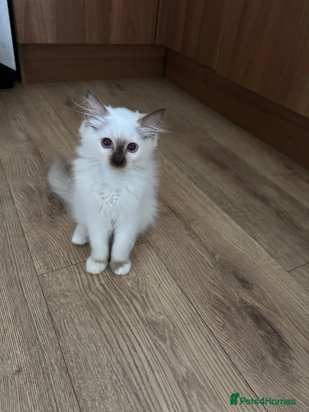 Ragdoll cats for sale: Ragdoll kitten  - Advert 1