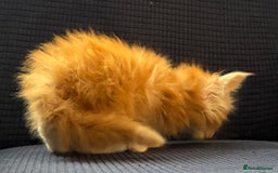 Maine Coon cats for sale: Beautiful mix mainecoon kittens  - Image 3