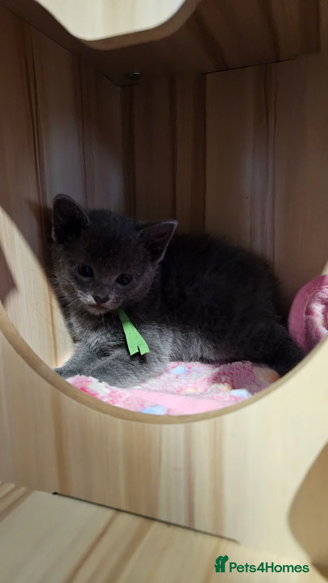 Russian Blue cats for sale: Russian blue  - Advert 4